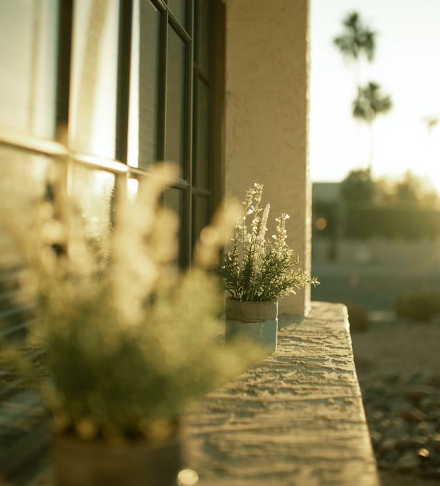 plants on a windowsill in the sun